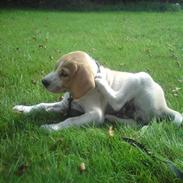 Labrador retriever /breton   Tubi :) Rip 