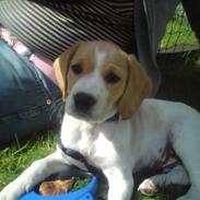 Labrador retriever /breton   Tubi :) Rip 