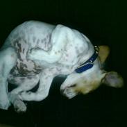 Labrador retriever /breton   Tubi :) Rip 