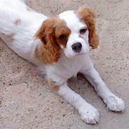 Cavalier king charles spaniel Maddie