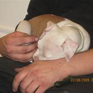 Amerikansk staffordshire terrier Kira (døv)