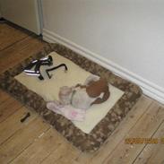Amerikansk staffordshire terrier Kira (døv)