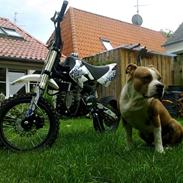 Amerikansk staffordshire terrier Tyson