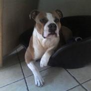 Amerikansk staffordshire terrier Tyson