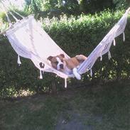 Amerikansk staffordshire terrier Tyson