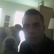 Amerikansk staffordshire terrier Tyson