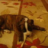 Amerikansk staffordshire terrier Rocky