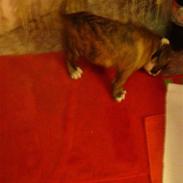 Amerikansk staffordshire terrier Rocky