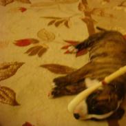 Amerikansk staffordshire terrier Rocky