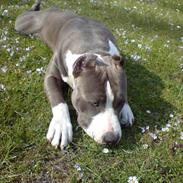 Amerikansk staffordshire terrier Snoop