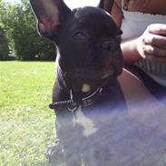 Fransk bulldog Georges