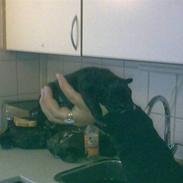 Fransk bulldog Georges