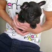 Fransk bulldog Georges