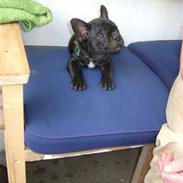 Fransk bulldog Georges