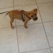 Blanding af racer gaja