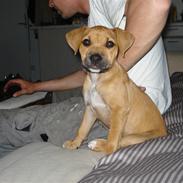 Blanding af racer gaja