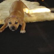 Blanding af racer gaja