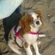 Cavalier king charles spaniel Maddie