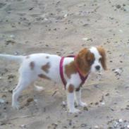 Cavalier king charles spaniel Maddie