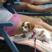 Cavalier king charles spaniel Maddie