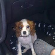 Cavalier king charles spaniel Maddie