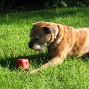 Border terrier Morris