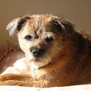 Border terrier Morris