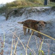 Border terrier Morris