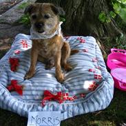 Border terrier Morris