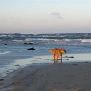 Border terrier Morris