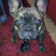 Fransk bulldog Mille