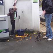 Fransk bulldog Mille