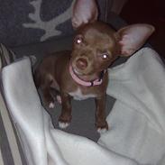 Chihuahua Wilma