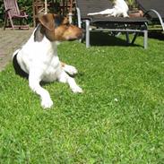 Dansk svensk gaardhund Herkules