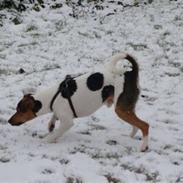 Dansk svensk gaardhund Herkules