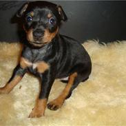 Engelsk toy terrier Tiescha