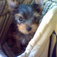 Yorkshire terrier Honey