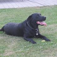 Labrador retriever Chester
