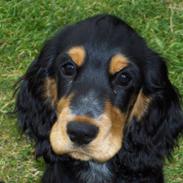 Cocker spaniel Nikko