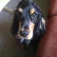 Cocker spaniel Nikko