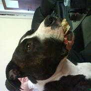 Amerikansk staffordshire terrier chico