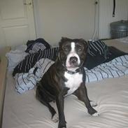 Amerikansk staffordshire terrier chico