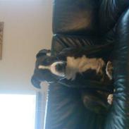 Amerikansk staffordshire terrier chico