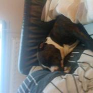 Amerikansk staffordshire terrier chico