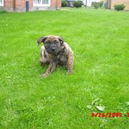Dogo canario R.I.P <3 Freja <3