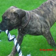 Dogo canario R.I.P <3 Freja <3