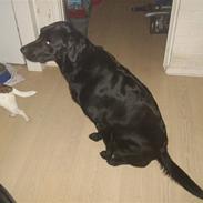 Blanding af racer Tyson