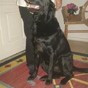 Blanding af racer Tyson