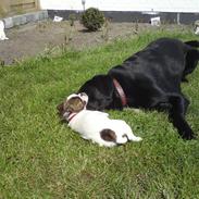 Blanding af racer Tyson