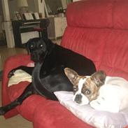 Blanding af racer Tyson